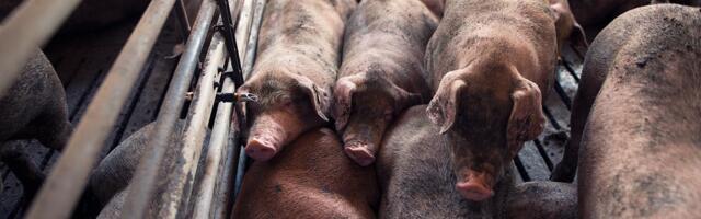 Järjekordne farm nakatunud sigade Aafrika katkuga, seekord Tartumaal