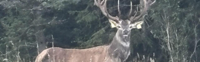 UHKE | Salapärased hirved uhkeldavad võimsate sarvedega