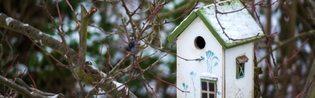 TERVISELEHT I Teadlased õpetavad, kuidas talvel linde toita