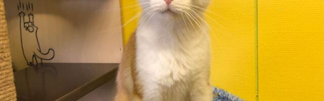 Selle nädala staar on Urmi Võru varjupaigast