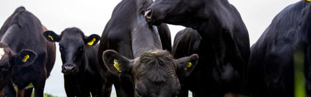 Teadlaste ühispöördumine: rohepöörde lihast loobumise ideoloogia on mõistusevastane