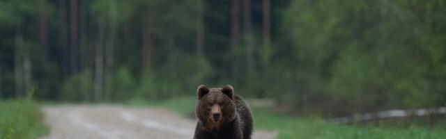Eleri Lopp: vägivald kiskjate vastu on läinud üle piiri