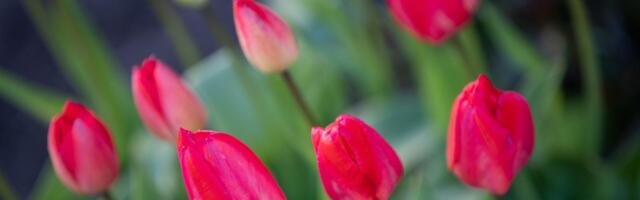 PÄEVAHOROSKOOP: neljapäev, 24. aprill