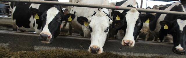 Kümme põllumeest sai varustuskindluse tagamise toetust