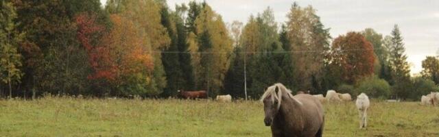 Reedel on valdavalt pilves ilm ja sajab vihma