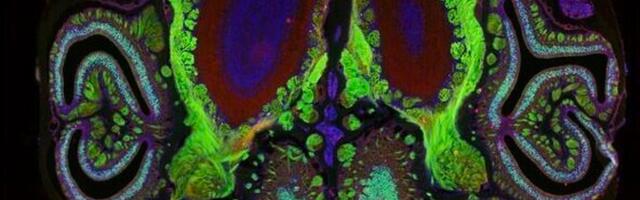 Imetajate haistmissüsteem on arvatust triibulisem