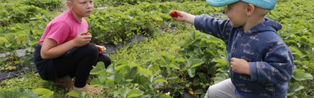 Lugeja küsib: kuidas tohivad suvemalevlased maasikaid korjata?