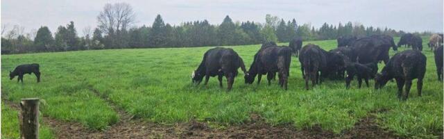 Cattle Rustling Comes to Quebec as Police Investigate Suspected Theft of Entire Herd