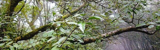 Kas Eestis on võimalik kasvatada portugali loorberkirsipuud?