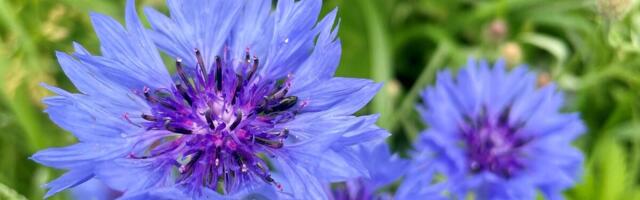 Kaunist taasiseseisvumise aastapäeva!