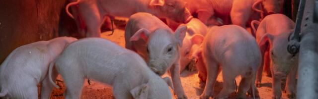 Kodumaine sealiha tootmine on sattunud ohtu. Kuidas mõjutab see liha hinda?