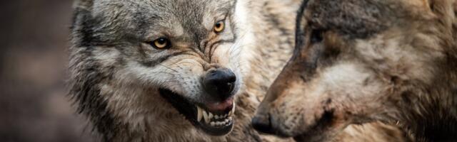 Lääne-Harju valda raputavad hundirünnakud, koerad murtakse maha nende koduaedades