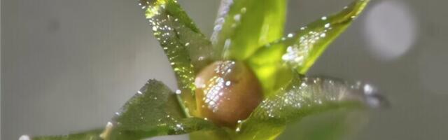 Laiuva mütshellikukese eosed peavad avakosmoses pikalt vastu