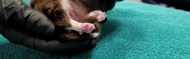 Reporter: Kuue jalaga kutsikas sai nimeks Skipper