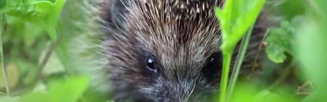 Reporter: Kas metsaloomi tohib koju kasvama tuua? Kuidas lugu siilidega?