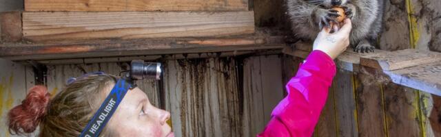 Bandiidimaskiga tegelinski: ühel hetkel hurmur, teisel lööb kihvad kanda