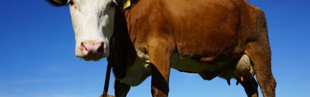 Juba teises Euroopa riigis tuvastati suu- ja sõrataud