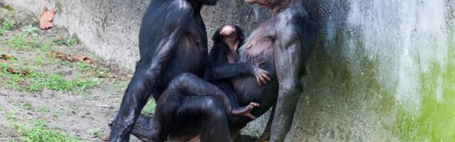 Uuring: omasooiharus aitab primaatidel karmides oludes sugu jätkata