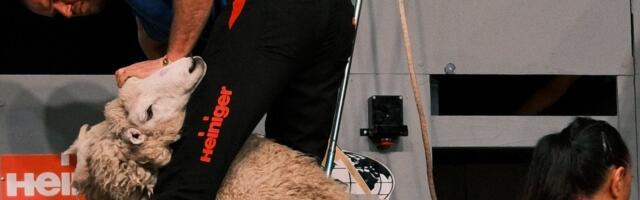 Eesti lambapügajad võistlesid maailma parimatega