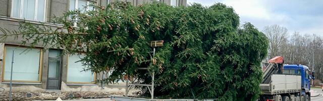 Jõulukuusk on jõudnud Tõrva!
