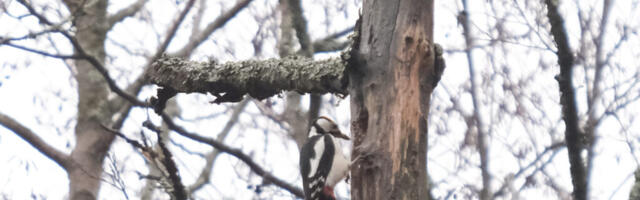 AHTO ILMAJUTUD | Uue aasta ilm tuleb talvisema näoga