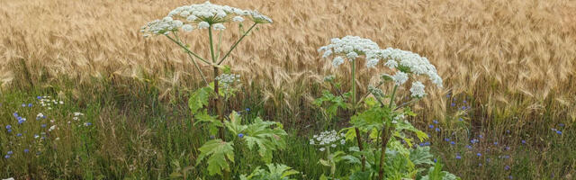 Riiklik karuputke tõrje jätkub täies mahus