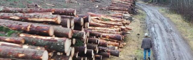 Otepää looduspargis on lahti läinud massiline metsaraie