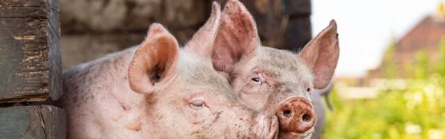 AFRIČKA KUGA PONOVO U SRBIJI!  Ovo su pogođena sela, ali i simptomi životinja!