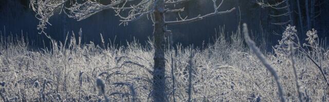 Suuremahuline metsamüük on Eestis raske