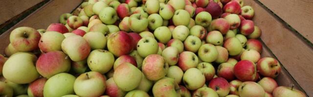 Uuring paljastab ringbiomajanduse andmekorje kitsaskohad