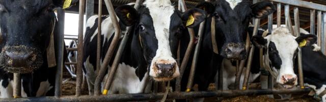 Tõuloomakasvatajad: loata farmi sisenemine võib tuua miljonikahju