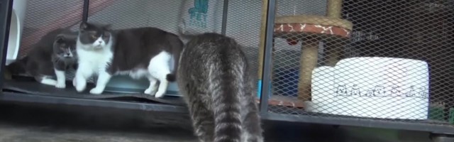 Reporter: Tais pandi oksjonile narkojõugult konfiskeeritud kassid!