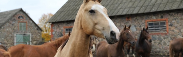 Tallinnas ringi kapanud ja last ehmatanud hobuste omanik selgub homme