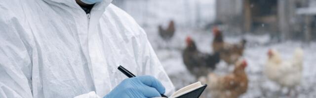 Linnugripp on jõudnud Harjumaale: amet palub elanike ja omavalitsuse abi