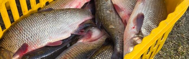 Kaluritele tekitab säina suur arvukus rohkem kulu kui tulu