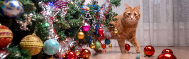 Kas valida kunst- või päriskuusk? Leidub veel jätkusuutlikum ja kompaktsem lahendus