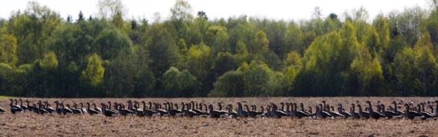 Keskkonnaamet lubab taas hanede heidutusjahi: põldudel võib küttida piiratud mahus
