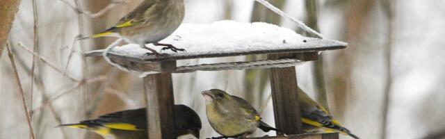 Üksikasjalik juhend: kuidas aialinde õigesti toita?