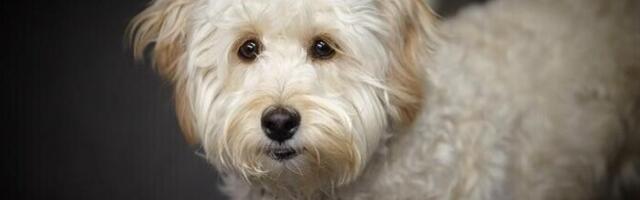 Segatõugu koertel esineb puhtatõulistest sagedamini käitumisprobleeme