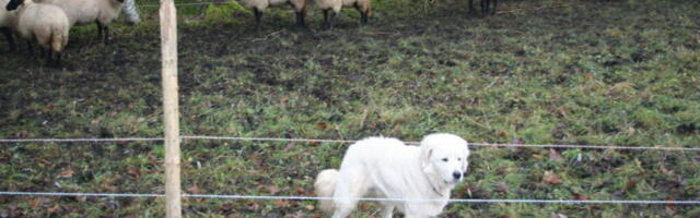 Keskkonnaamet hüvitab ennetustöid ja kiskjakahjusid ligi 400 000 euro eest