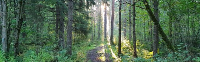 Metsaomanikud tunnustavad ministrit piirangute hüvitamise eest seismisel