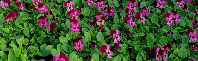 Tõstamaa, Märjamaa ja Lihula Taimeaiad alustavad uut hooaega 8.aprillil