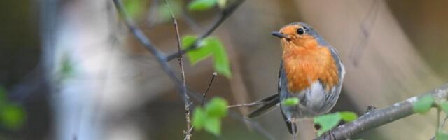 VÕISTLUS | Täna algas kevad! Ennusta, millal läheb soojaks