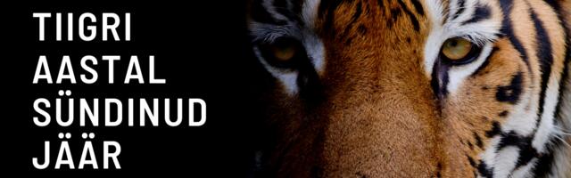 Horoskoop : Tiigri aastal sündinud Jäär
