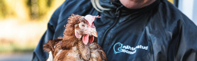 Galerii: Nähtamatud Loomad päästis hukkamisest 300 tapale mõeldud puurikana
