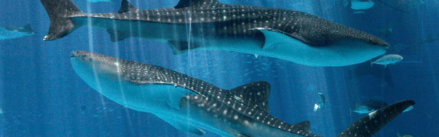 Koroonavaktsiin võib tappa pool miljonit haid