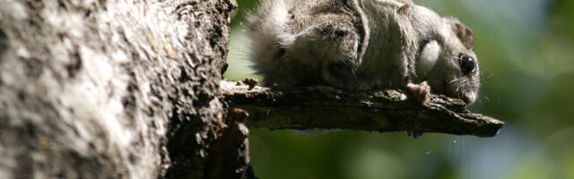 Lendorav saab parema kaitse