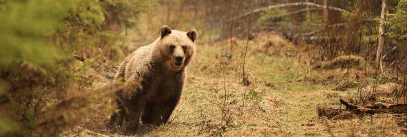 Kohus peatas karujahi augusti lõpuni