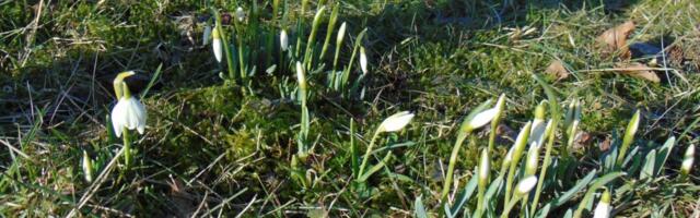 TAGASIVAADE TALVELE | Lumikelluke jätkas märtsis jõulude kohalt