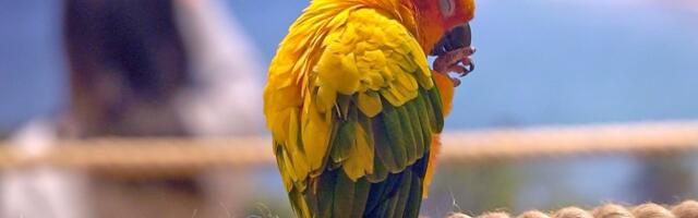 TURUHINNAD | Võtaks värvi, kruvid … ja ühe papagoi ka